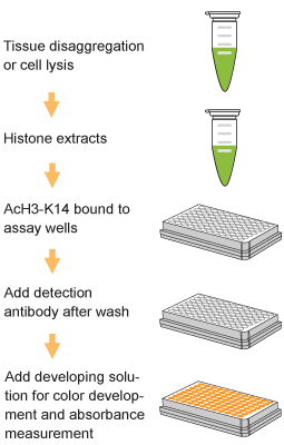 EpiQuik Global Acetyl Histone H3K14 Quantification Kit (Colorimetric)