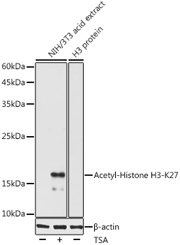 Histone H3K27ac (Acetyl H3K27) Polyclonal Antibody