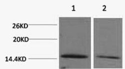 Histone H2BK43me2 (H2BK43 Dimethyl) Polyclonal Antibody