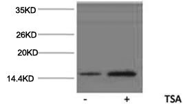 Histone H2AK15ac (Acetyl H2AK15) Polyclonal Antibody