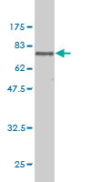 DNMT2 Monoclonal Antibody [1E12]