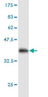 STAT3 Monoclonal Antibody [4D6]