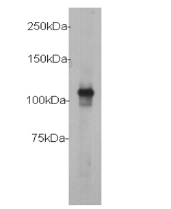 c-Myc Polyclonal Tag Antibody, HRP Conjugated