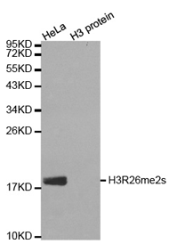 Histone H3R26 Dimethyl Symmetric (H3R26me2s) Polyclonal Antibody