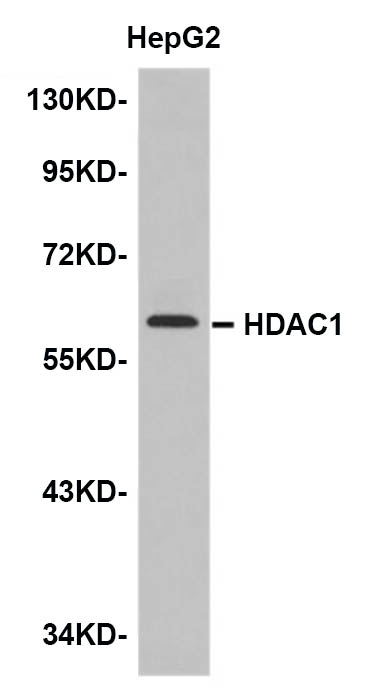 HDAC1 Monoclonal Antibody