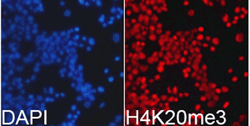 Histone H4K20me3 (H4K20 Trimethyl) Polyclonal Antibody