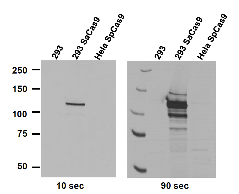 CRISPR/Cas9 (SaCas9) Monoclonal Antibody [6H4]