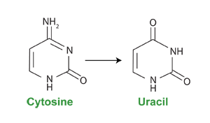 chemical structure showing bisulfite conversion of cytosine to uracil