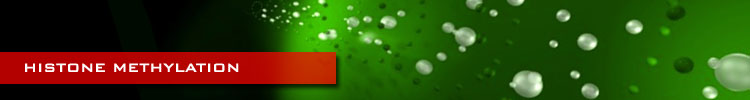 Histone Methylation Histone Methylation