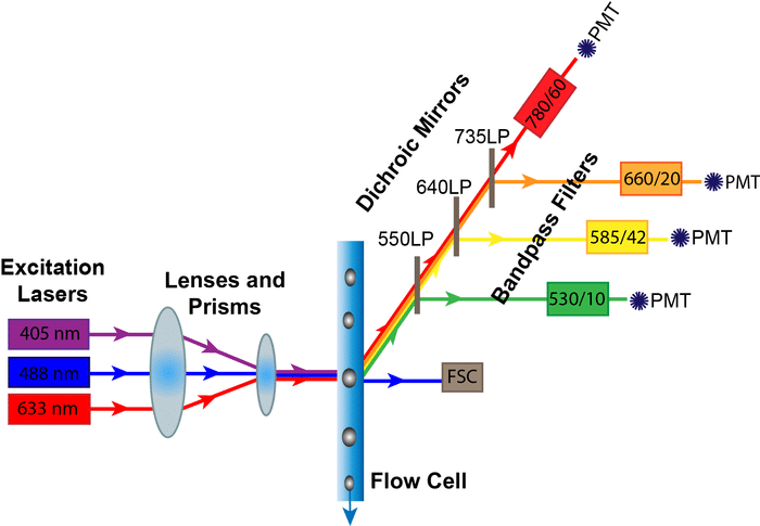 Flow Cytometry (FC) Protocol