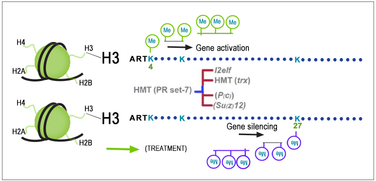 Decoding Chromatin Dynamics: Exploring Histone Modifications and Gene Expression in Honeybee Thermal Adaptation