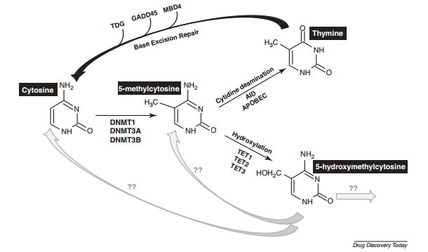 Mechanisms of DNA Methyltransferases (DNMTs) and DNA Demethylases