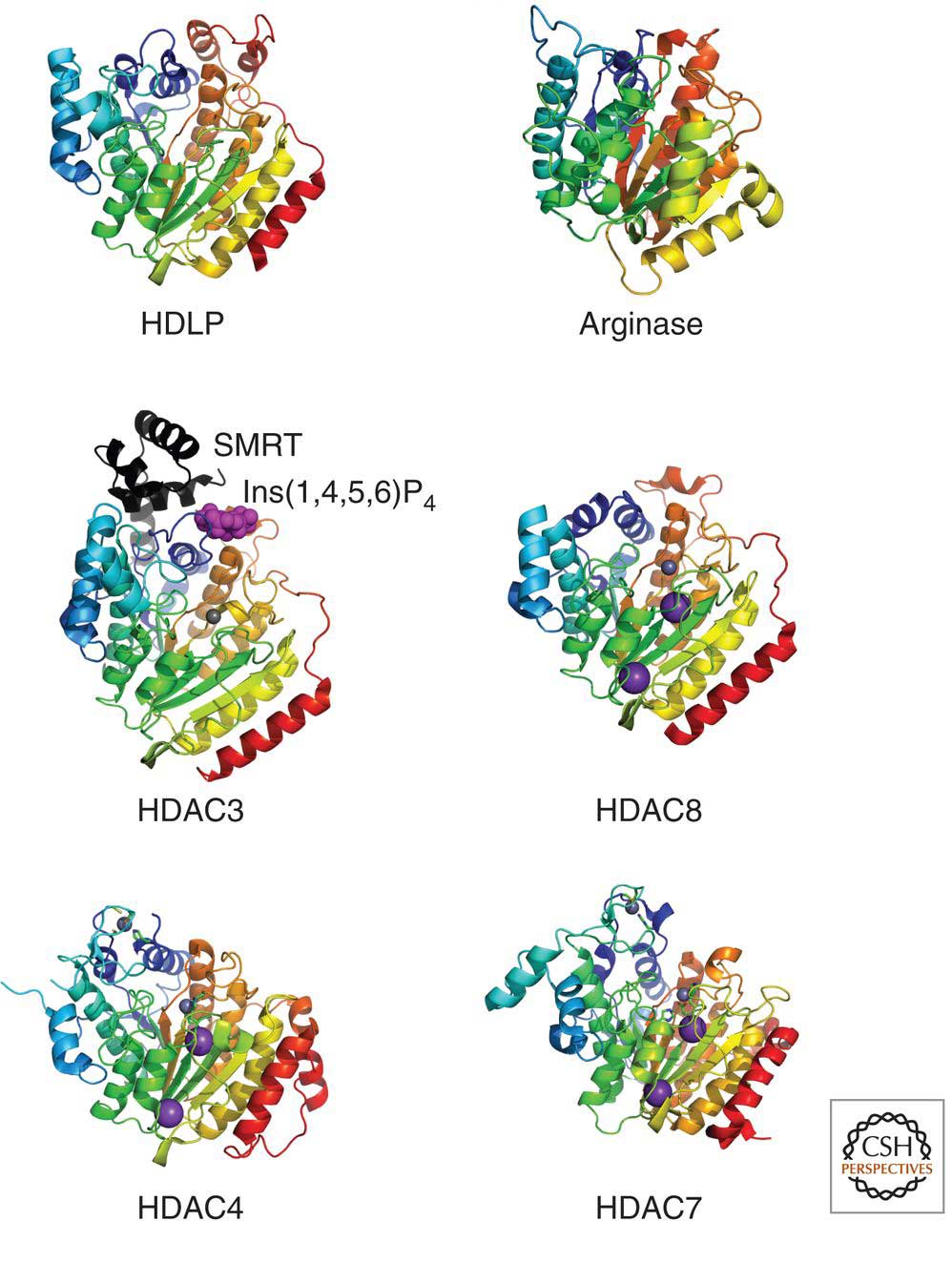 Histone Modification Enzymes: Exploring the Writers and Erasers