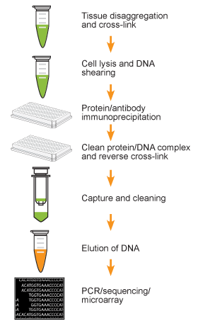 EpiQuik Tissue Chromatin Immunoprecipitation (ChIP) Kit