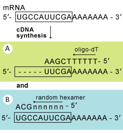 EpiNext Hi-Fi cDNA Synthesis Kit