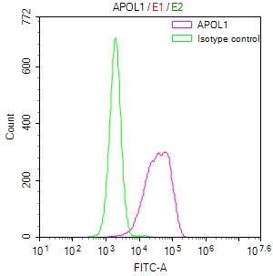 APOL1 Recombinant Monoclonal Antibody [32H8]
