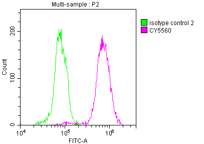 ACLY Recombinant Monoclonal Antibody [3A5]