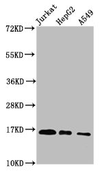 Formyl HIST1H3A (K122) Polyclonal Antibody