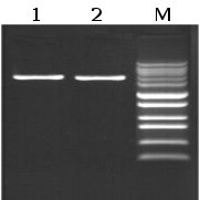 EpiQuik Long Taq DNA Polymerase