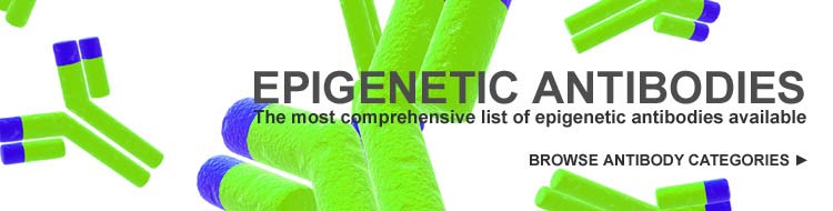 Epigenetic Antibodies