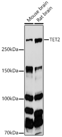 TET2 Polyclonal Antibody