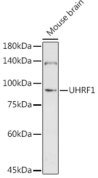 UHRF1 Polyclonal Antibody