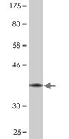 EED Monoclonal Antibody [3B12]