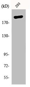 p300 Polyclonal Antibody