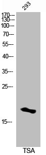 Histone H3K14ac (Acetyl H3K14) Polyclonal Antibody