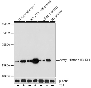 Histone H3K14ac (Acetyl H3K14) Polyclonal Antibody