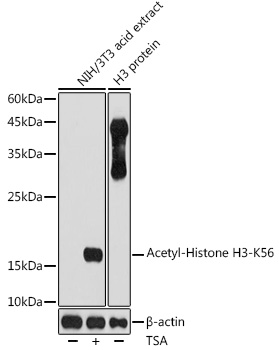 Histone H3K56ac (Acetyl H3K56) Polyclonal Antibody