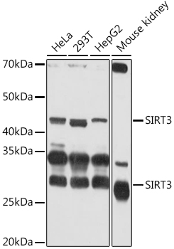 SIRT3 Polyclonal Antibody
