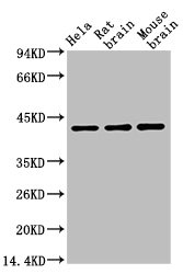 ACTB Monoclonal Antibody