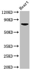 PRDM13 Polyclonal Antibody