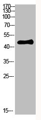 Ini1 Polyclonal Antibody