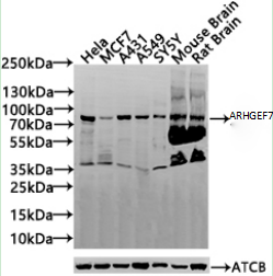 ARHGEF7 Polyclonal Antibody