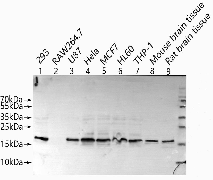 BLOC1S1 Polyclonal Antibody