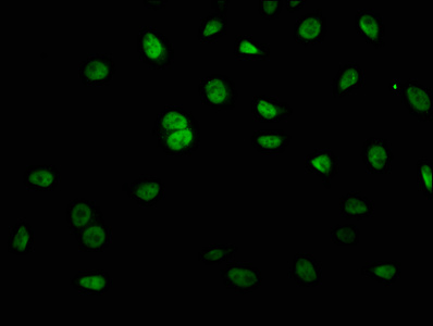 KRCC1 Polyclonal Antibody
