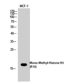 Histone H3K10me1 (H3K10 Monomethyl) Polyclonal Antibody
