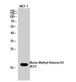 Histone H3K37me1 (H3K37 Monomethyl) Polyclonal Antibody