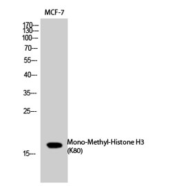 Histone H3K80me1 (H3K80 Monomethyl) Polyclonal Antibody