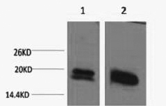 Histone H1 Polyclonal Antibody