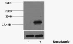 Phospho Histone H3 (Thr6) Polyclonal Antibody
