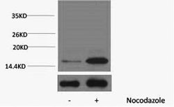 Phospho Histone H3 (Tyr41) Polyclonal Antibody