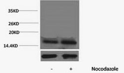 Phospho Histone H3 (Thr45) Polyclonal Antibody