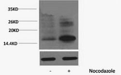Phospho Histone H3 (Thr118) Polyclonal Antibody