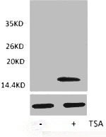 Histone H3K4ac (Acetyl H3K4) Polyclonal Antibody