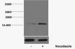 Phospho Histone H4 (Ser1) Polyclonal Antibody