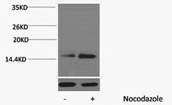 Phospho Histone H2B (Ser32) Polyclonal Antibody