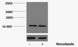 Phospho Histone H2A (Ser129) Polyclonal Antibody